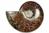 Polished Ammonite (Cleoniceras) Fossil - Madagascar #344309-1